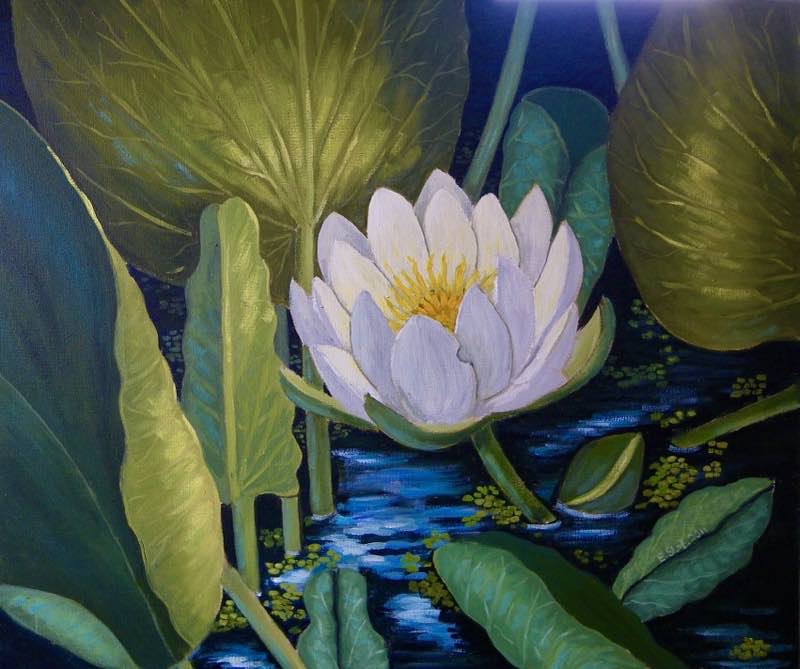 Tiefe - Seerose